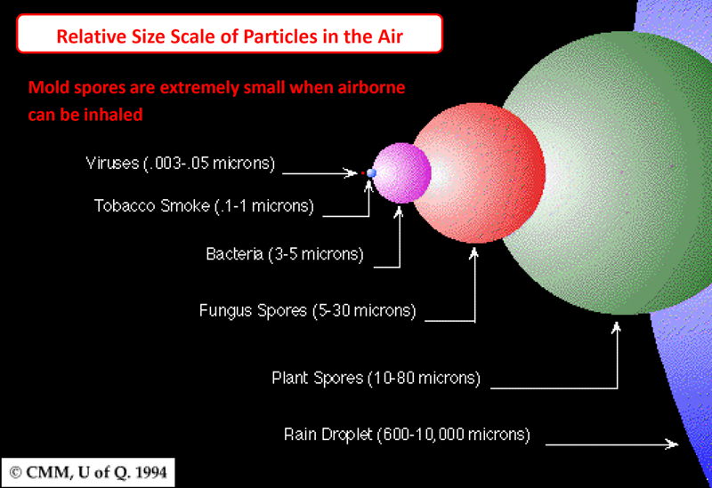 relative size of mold particles